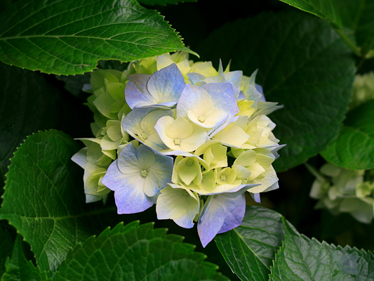 Product picture hydrangeas